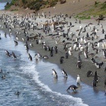 Large Penguin colony on the island in front of Estancia Haberton